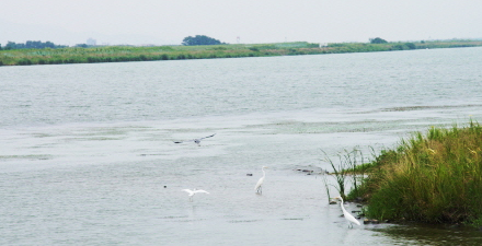 Nakdonggang river 6